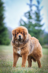 Red tibetan mastiff dog posing outside in the park.