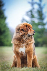 Red tibetan mastiff dog posing outside in the park.