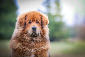 Fototapeta premium Red tibetan mastiff dog posing outside in the park. 