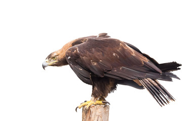 Fototapeta premium image of golden eagle side view on a white background