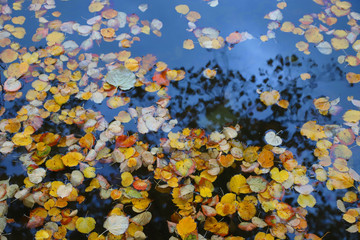 Fototapeta na wymiar fallen autumn leaves fallen in a pond on the water
