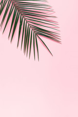 Fototapeta na wymiar Summer modern composition. Tropical green leaves of palm tree on pastel pink background. Flat lay, top view, copy space