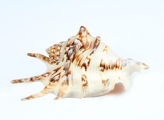 Sea shell on a white background. Close up of beautiful nautical shell.