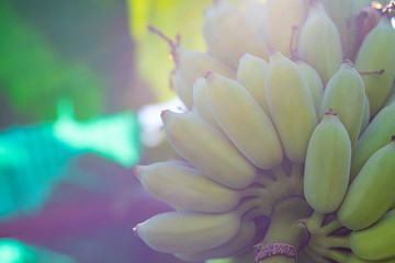 Fresh green raw banana on tree with sunlight