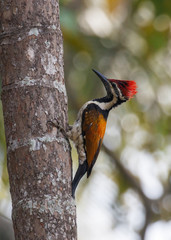 Lesser Flareback Woodpecker