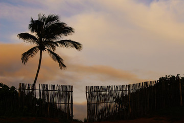 Fototapeta premium cerca em silhueta, Natal, Rio Grande do Norte, Brasil