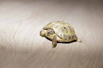 Naklejka premium pets turtle at home while feed