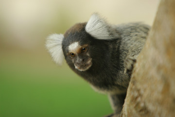 macado em Natal, Rio Grande do Norte, Brasil