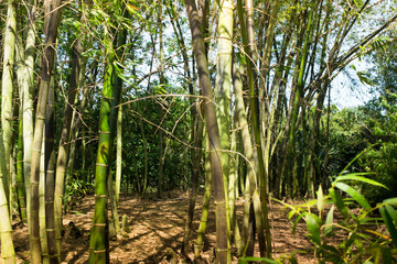 Bamboo garden in Morikami Museum and Japanese Gardens,  Palm Beach County, Florida, United States.