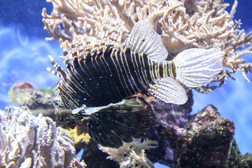 Nahaufnahme eines gefährlichen, und giftigen Feuerfisch