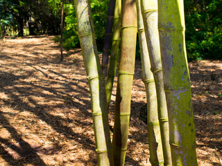 Fototapeta premium Bamboo garden in Morikami Museum and Japanese Gardens, Palm Beach County, Florida, United States.