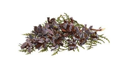 thuja isolated on white background