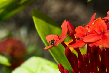 Obraz na płótnie Canvas Kalanchoe in Morikami Museum and Japanese Gardens in Palm Beach County, Florida, United States