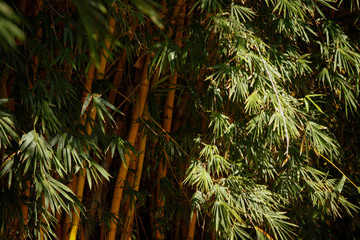 caule de bambu e folhas