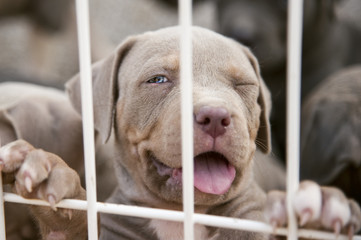 American Bully Pitbull Welpe 