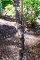 Morikami Museum and Japanese Gardens in Palm Beach County, Florida, United States