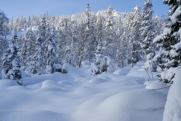 Winter forest with snow-covered fir trees high in the mountains. Sunny February day in the spruce forest. The trees are covered with snow to the top of their heads.