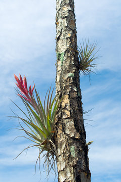 Tillandsia in Morikami Museum and Japanese Gardens in Palm Beach County, Florida, United States