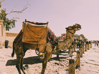 camel in desert