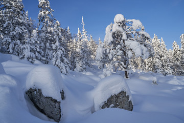 Winter forest with snow-covered fir trees high in the mountains. Sunny February day in the spruce forest. The trees are covered with snow to the top of their heads.