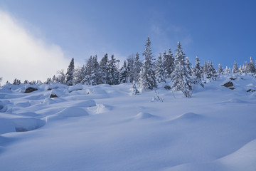 A red fluffy squirrel nibbles pine nuts on the ground, in early spring on a Sunny day. Animals are awakening from hibernation in a city Park.