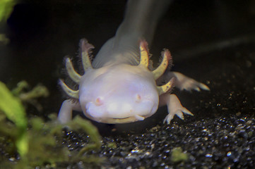 Ein Olm, Grottenolm. Olme sind sehr seltsam aussehende Tiere, Axolotl
