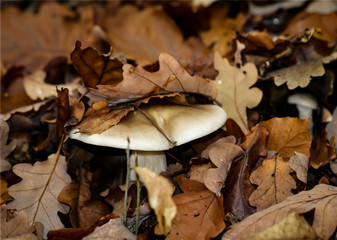 Nahaufnahme von Pilzen im herbstlichen Wald