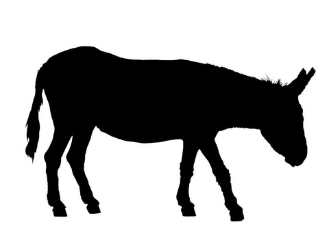 Black donkey silhouette on a white background.