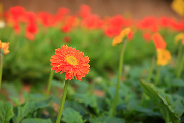 African chrysanthemum