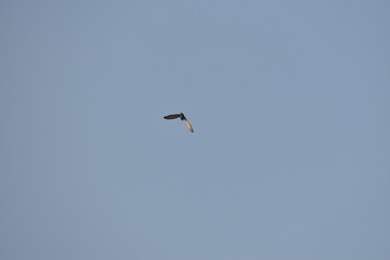 Bird flying through the fog, in the morning, pigeon bird flying in air with the background of sky.