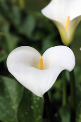 Closeup of an Arum Lily