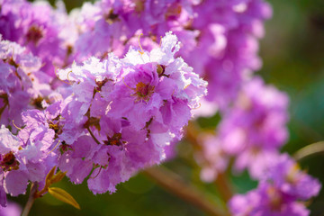 Lagerstroemia loudonii flower or Lagerstroemia floribunda.