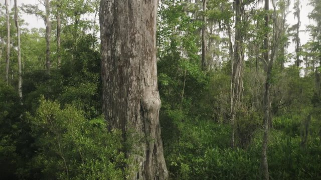 Aerial: Trees And Swamp Land In Jean Lafitte National Historical Park And Preserve, New Orleans, Louisiana, USA