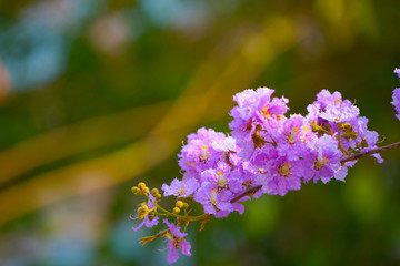 Lagerstroemia loudonii flower or Lagerstroemia floribunda.