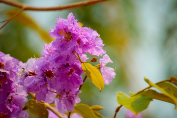 Lagerstroemia loudonii flower or Lagerstroemia floribunda.