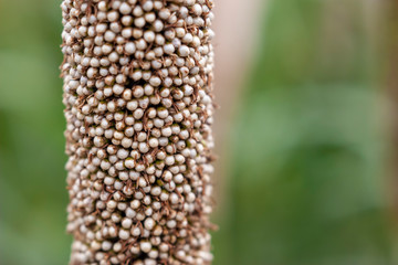 macrofotografia da espiga de sorgo
