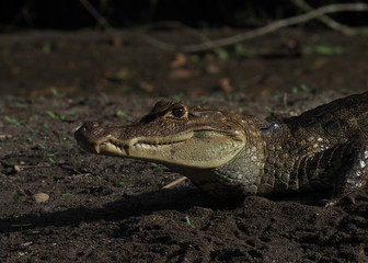 Kaiman in Costa Rica