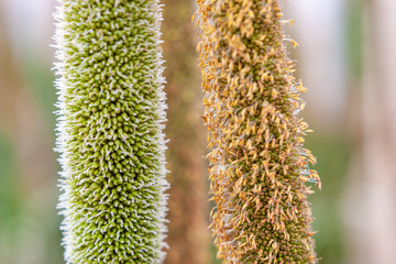 macrofotografia da espiga de sorgo