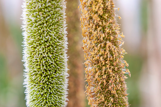 รูปภาพAmento เลือกดูภาพถ่ายสต็อก เวกเตอร์ และวิดีโอ153 Adobe Stock