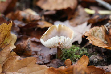 Nahaufnahme von Pilzen im herbstlichen Wald