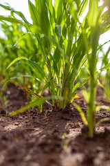 plantação de sorgo crescendo