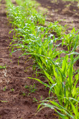 plantação de sorgo crescendo