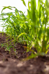 plantação de sorgo crescendo