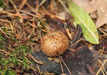 Nahaufnahme von Pilzen im herbstlichen Wald