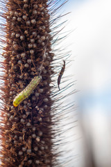 pragas e doenças do sorgo