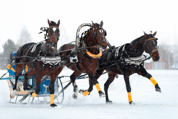 Traditional Russian troika of horses. Three horses pulling a sleigh in winter in the snowfall