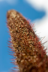 macrofotografia da espiga de sorgo