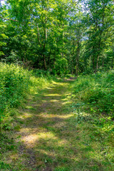 Hiking path through a meadow to the forest