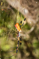eine Radnetzspinne oder auch Golden Web Orb im Netz