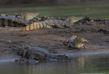 Obraz premium Kaiman in Costa Rica